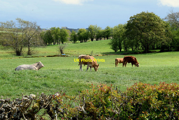 Photo 6"x4" Cattle grazing, Cloghfin Beragh c2021