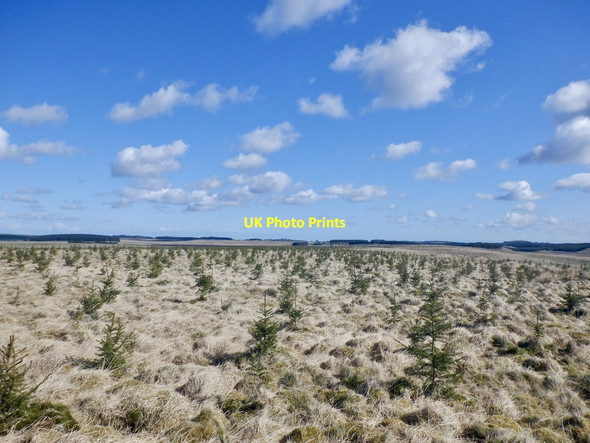 Photo 6"x4" Young trees on Scarce Rig Tweeddaleburn\/NT2752 c2021