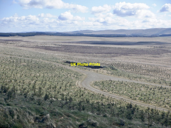 Photo 6"x4" Newly planted forest, Scarce Rig Tweeddaleburn\/NT2752 c2021