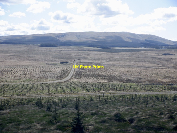 Photo 6"x4" Newly planted forest below Dun Rig Tweeddaleburn\/NT2752 c2021