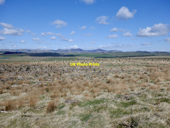 Photo 6"x4" Replanted woodland, Scarce Rig Leadburn c2021
