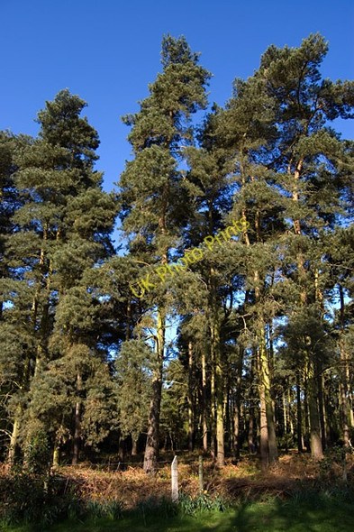 Photo 6"x4" Low Plantation near Holme on Spalding Moor Harswell c2009