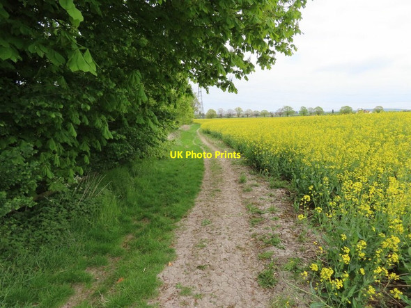 Photo 6"x4" Bridleway to Cholsey Cholsey c2019
