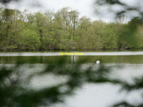 Photo 6"x4" Antinham Pond from Road through Hedge North Walsham c2021