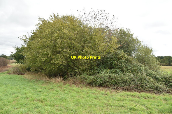 Photo 6"x4" Wooded pond Marlpit Hill c2020