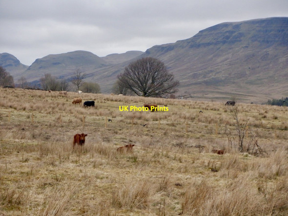 Photo 6"x4" Cattle, Dumbrock Muir Blanefield\/NS5579 c2021