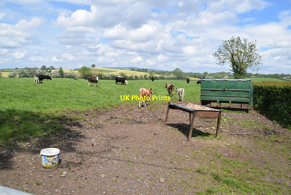 Photo 6"x4" Field with cattle, Freughmore Omagh c2021