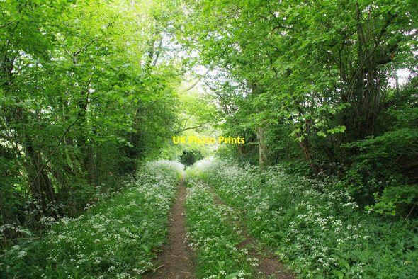 Photo 6"x4" A Verdant Bridleway 102_2 Pentlow Street c2021