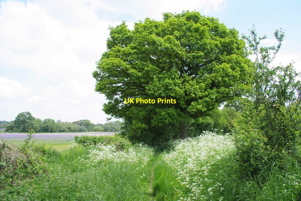 Photo 6"x4" Bridleway & Cover Crop Pentlow Street c2021