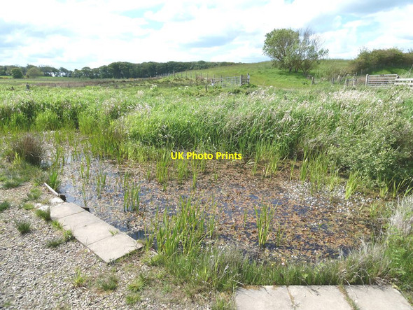 Photo 6"x4" Dipping pond, Strathbeg Loch RSPB reserve Crimonmogate c2021