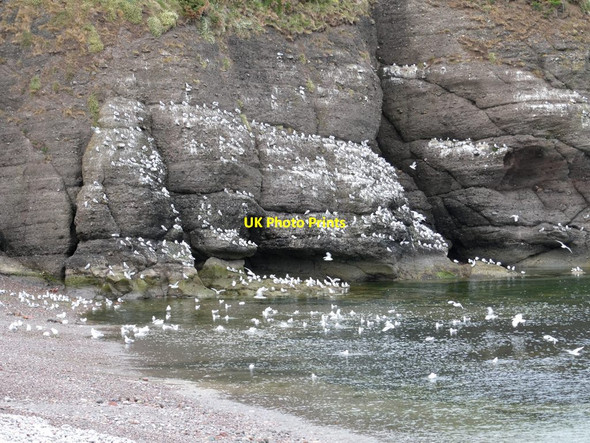 Photo 6"x4" Kittiwake cliff Pennan c2021
