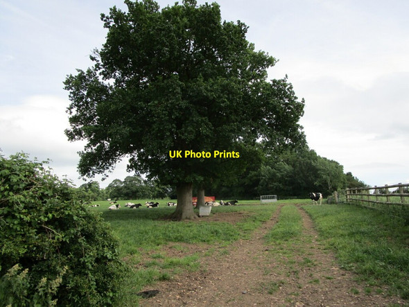 Photo 6"x4" Cattle at rest near Lullington Hall Lullington\/SK2513 c2021