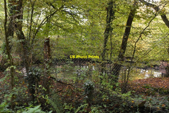 Photo 6"x4" Pond, Moore's Wood Beckley Furnace c2020