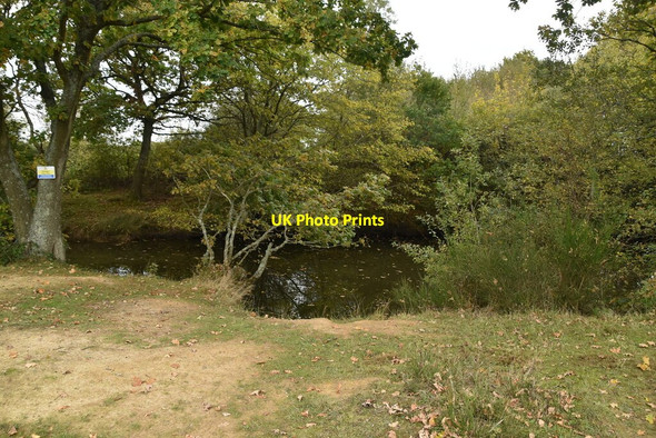 Photo 6"x4" Small pond Lidham Hill c2020