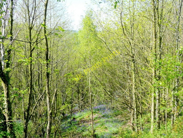 Photo 6"x4" Beech Grove Dursley Cross c2009