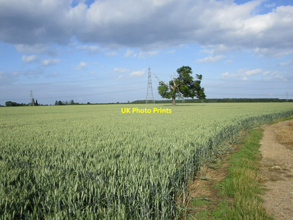 Photo 6"x4" Wheat field with stricken tree and pylons Ashton\/TF1005 c2021