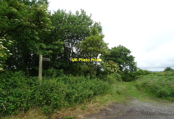 Photo 6"x4" Track (bridleway) to Great Urswick Little Urswick c2021