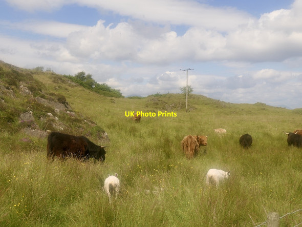 Photo 6"x4" Highland cattle, Frackersaig Baligrundle c2021