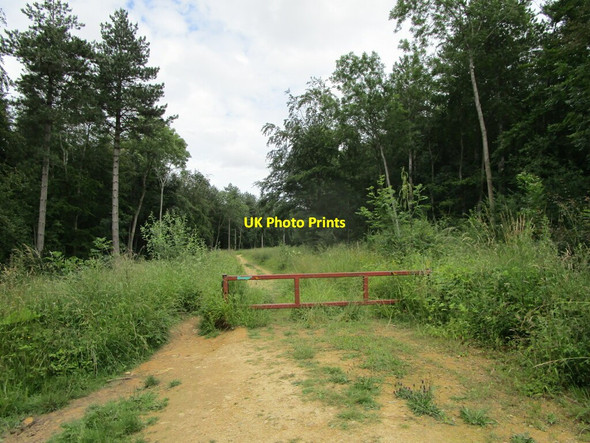 Photo 6"x4" Bridleway through The Severals Southorpe\/TF0803 c2021