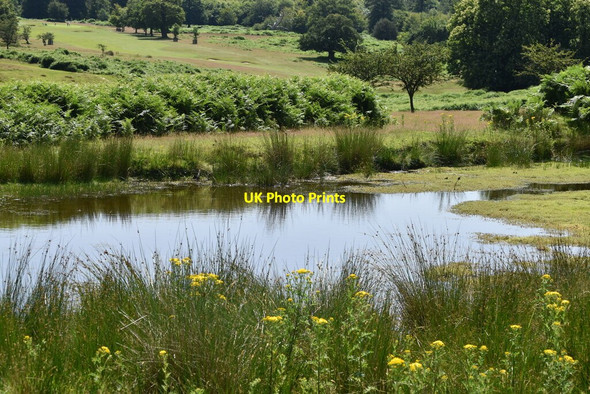 Photo 6"x4" Small pond within Knole Park Sevenoaks c2021