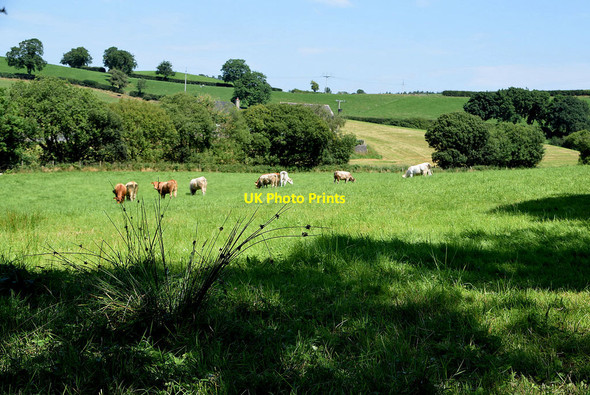Photo 6"x4" Cattle grazing, Loughmuck Omagh c2021