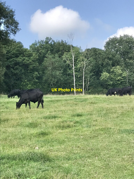 Photo 6"x4" Cattle grazing Coxbench c2021
