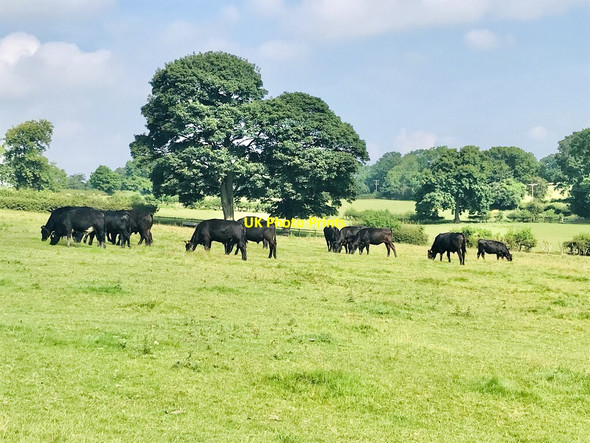 Photo 6"x4" Cattle grazing Makeney c2021