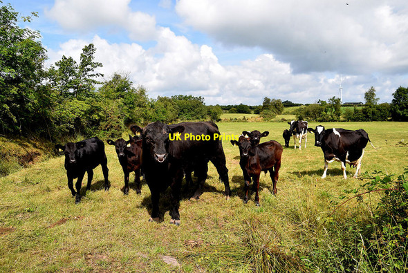 Photo 6"x4" Cattle, Altanaveragh Seskinore c2021