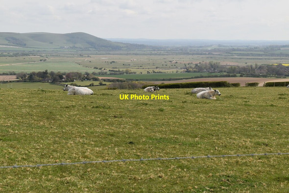 Photo 6"x4" Cattle on the South Downs Rodmell c2021