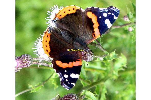 Photo 6"x4" Red Admiral butterfly, Edwards Woodland Dry Drayton c2021