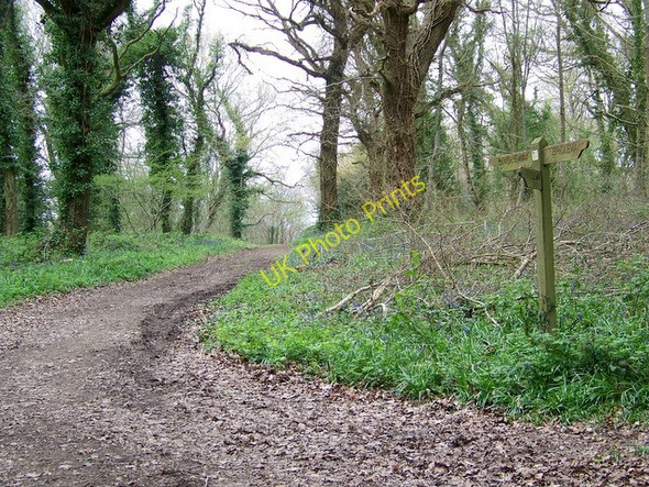 Photo 6"x4" Bridleway junction near Whitsbury Flood Street c2009