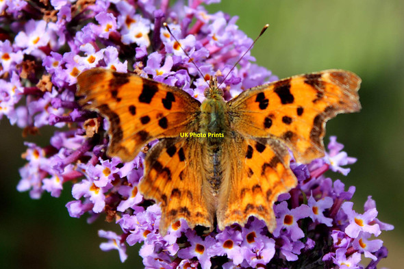 Photo 6"x4" Comma butterfly, Park Street, Dry Drayton Dry Drayton c2021