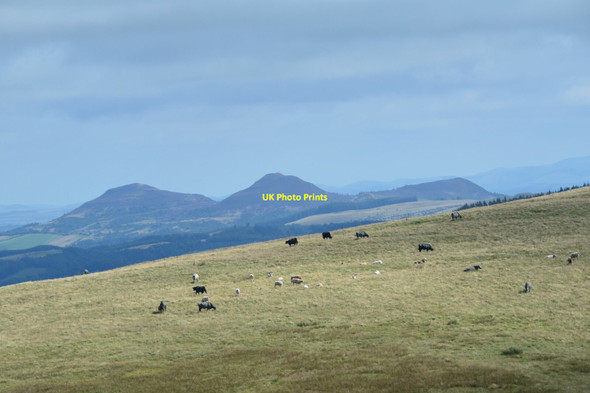 Photo 6"x4" Cattle grazing near Four Lords Lands Williamhope c2021