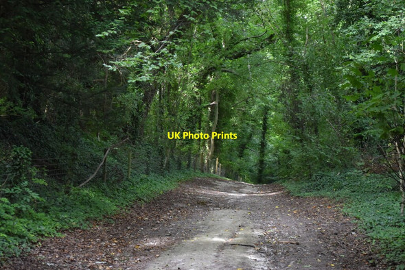 Photo 6"x4" Bridleway on the edge of Ham Wood Great Durnford c2021