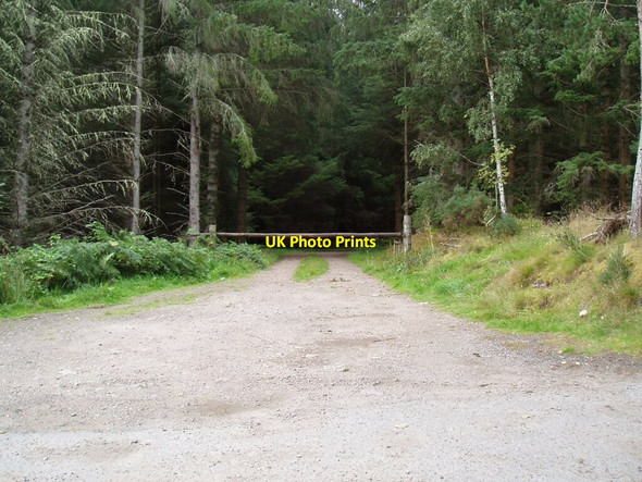 Photo 6"x4" Forest track into Cawdor Wood Cawdor c2021