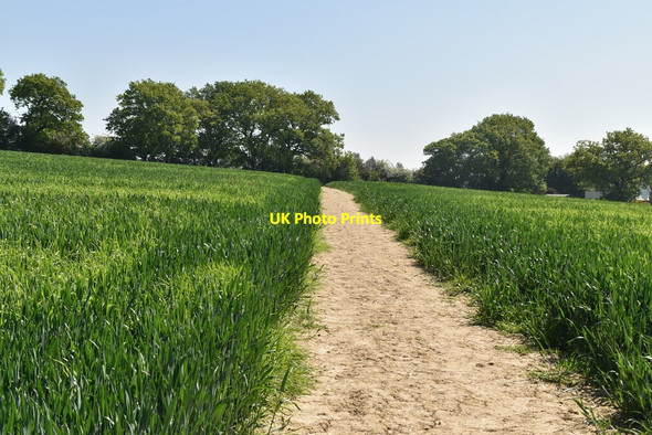 Photo 6"x4" Footpath across arable field Bayley's Hill c2021