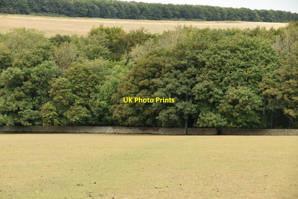 Photo 6"x4" Friston Forest East Dean\/TV5598 c2020