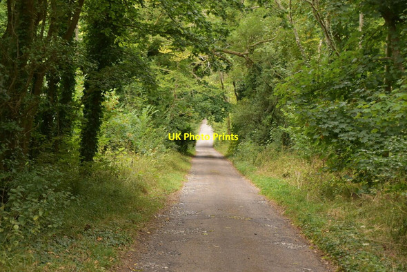 Photo 6"x4" Track in Friston Forest East Dean\/TV5598 c2020