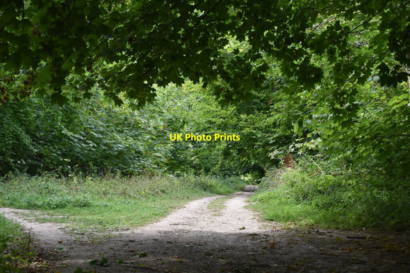 Photo 6"x4" Footpath, Friston Forest East Dean\/TV5598 c2020