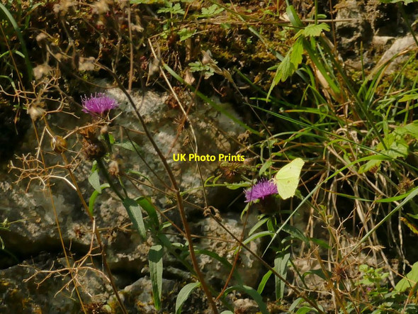 Photo 6"x4" Yellow butterfly in Trollers Gill Skyreholme c2021
