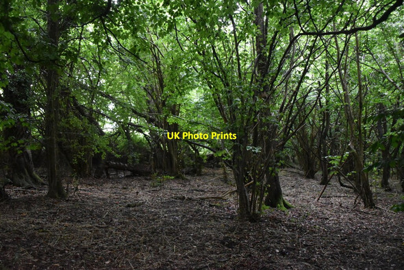 Photo 6"x4" Hills Wood Parmoor c2020