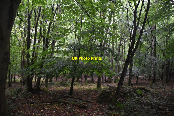 Photo 6"x4" Hills Wood Parmoor c2020