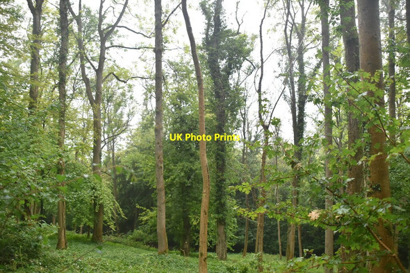 Photo 6"x4" Hills Wood Colstrope c2020