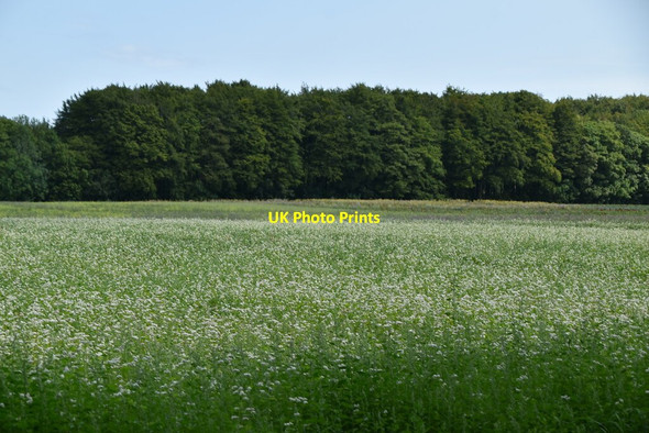 Photo 6"x4" Arable land Wye c2020