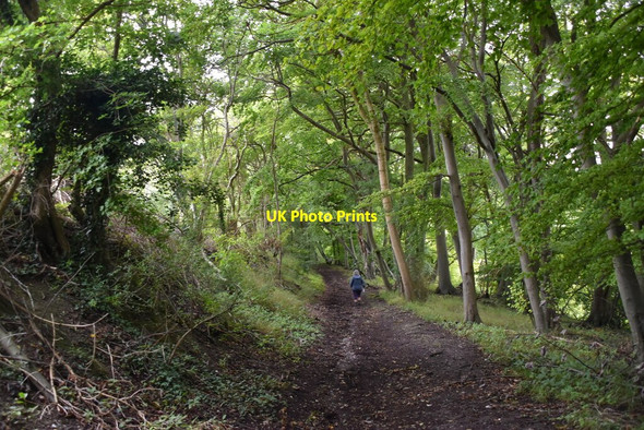 Photo 6"x4" Woodland bridleway Northend\/SU7392 c2020