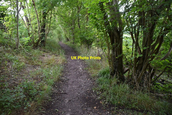 Photo 6"x4" Woodland bridleway Northend\/SU7392 c2020 P1