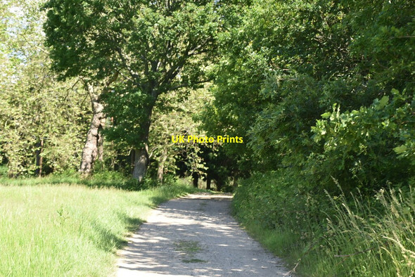 Photo 6"x4" Penshurst Park Cinder Hill\/TQ5346 c2021