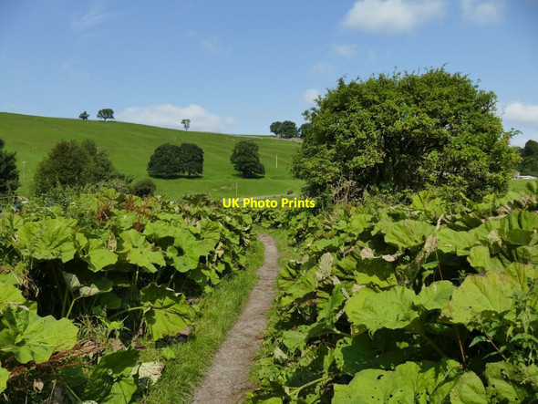 Photo 6"x4" Path through the butterburs Appletreewick c2021