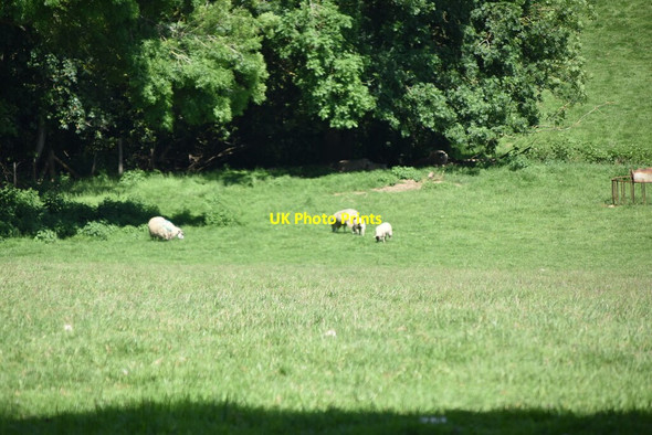 Photo 6"x4" Sheep grazing Cinder Hill\/TQ5346 c2021