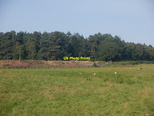 Photo 6"x4" Sheep grazing, Easterton Auldearn c2021